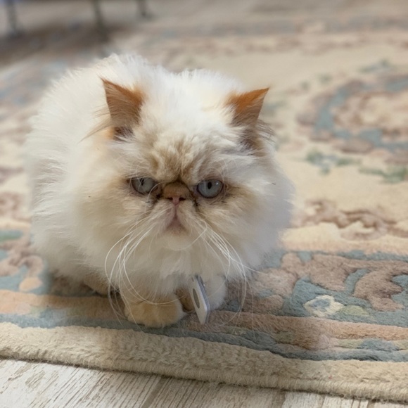 Meet your Posher, Stella - Picture 1 of 1